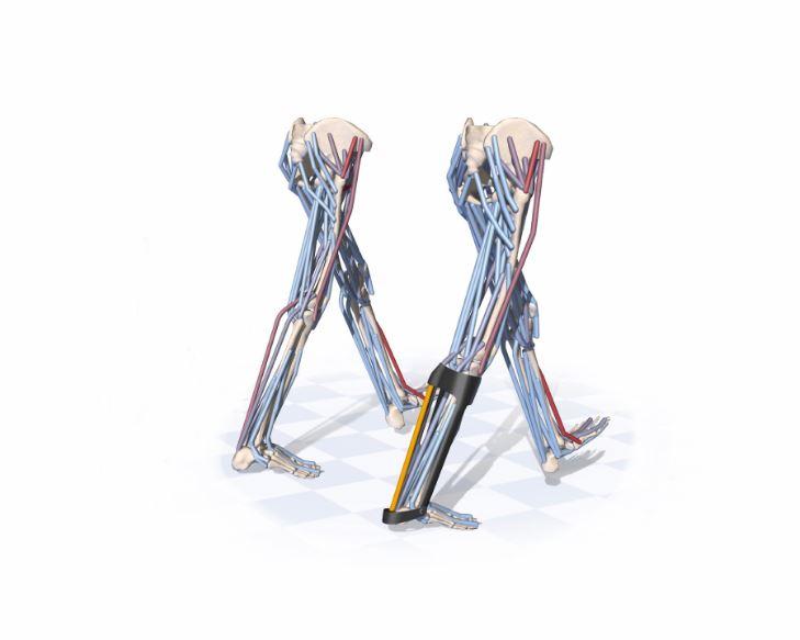 Musculoskeletal models