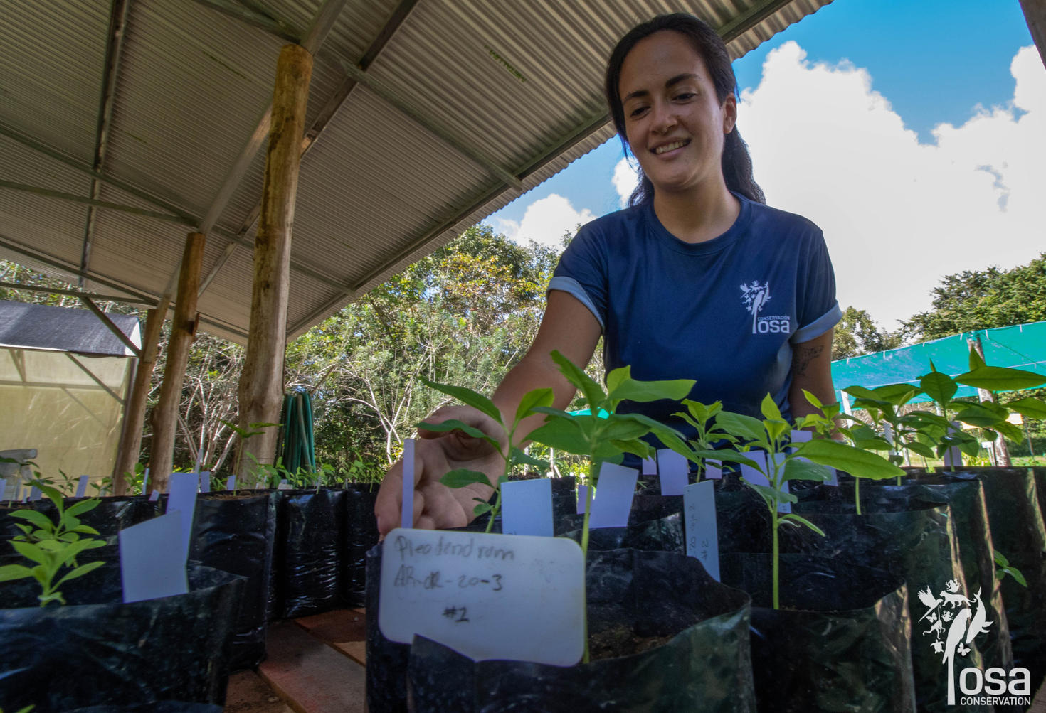 María José Mata looking after Pleodendron costaricense seedlings