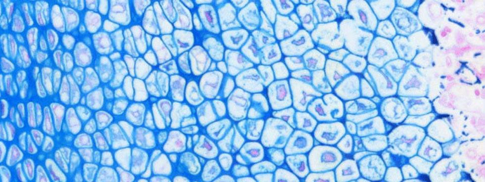 Histology banner