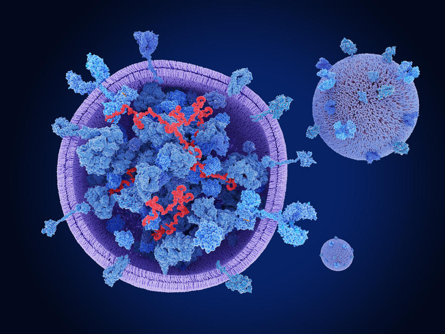 Exosomes