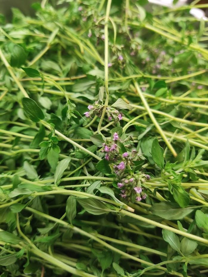 Bunch of thyme