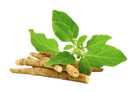 Ashwagandha and Roots