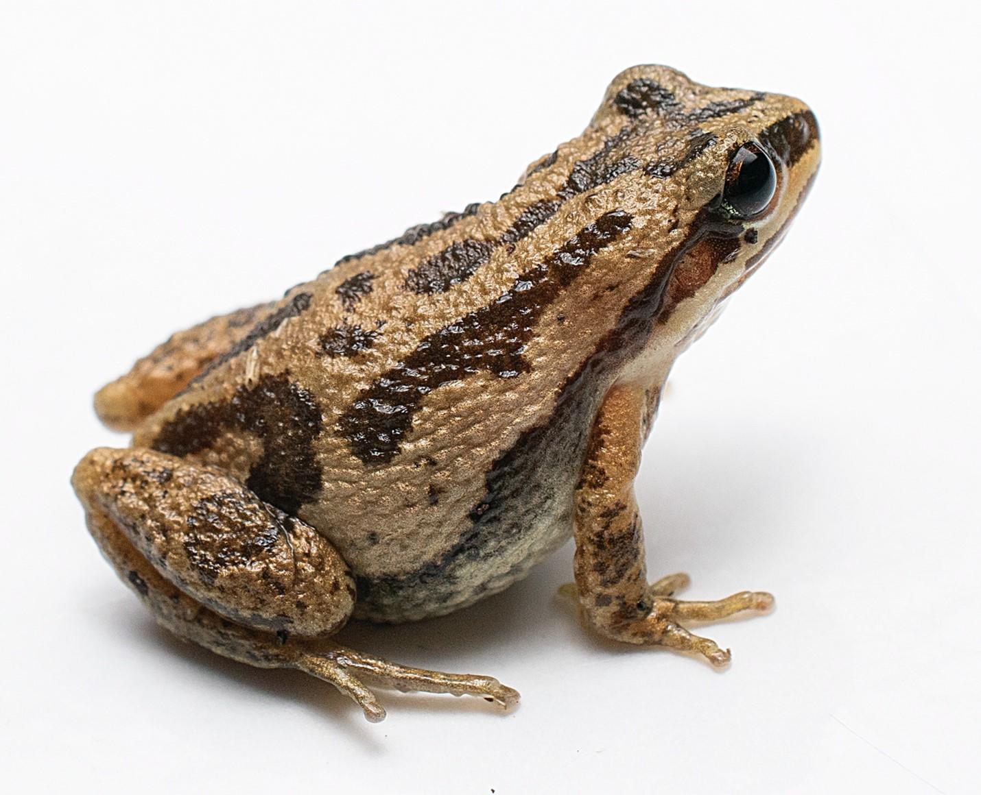 Boreal chorus frog – Pseudacris maculata - Copyright Chris Callaghan