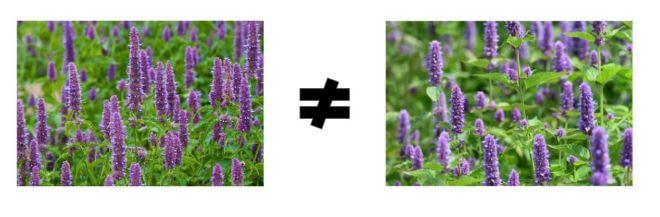 Korean Mint and Hyssop