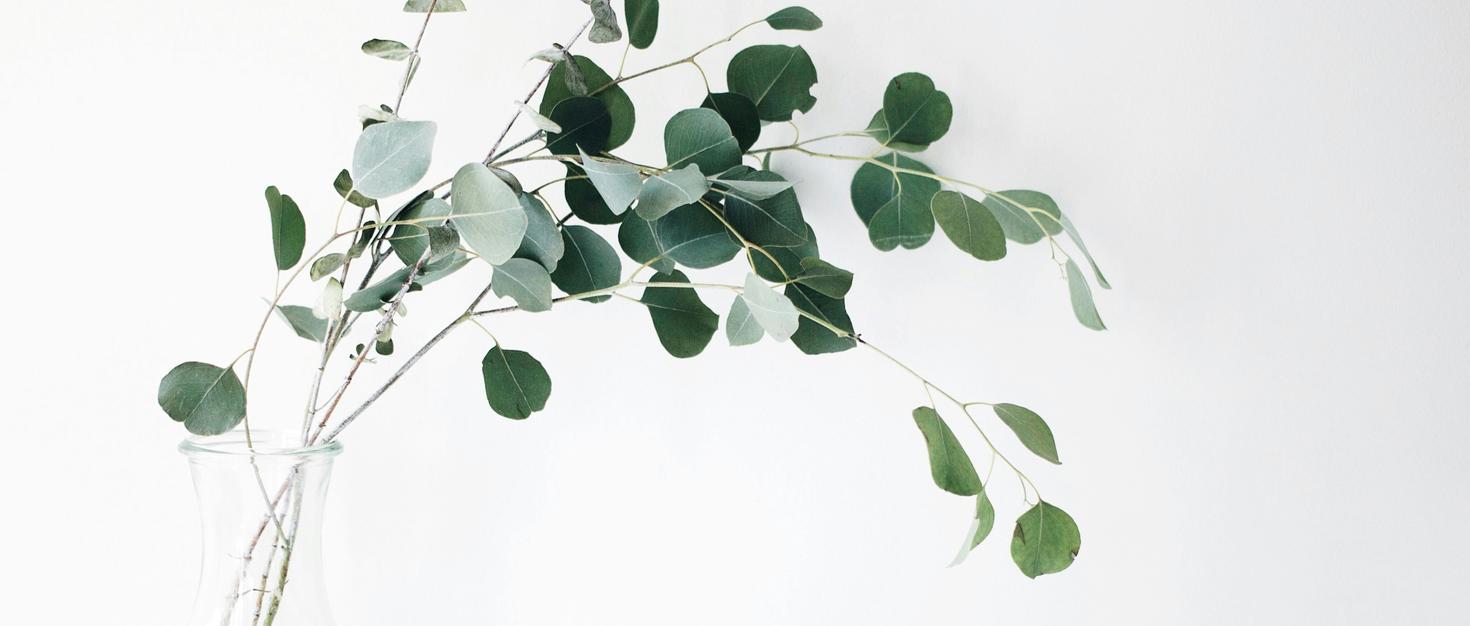 Green leaves in a glass vase