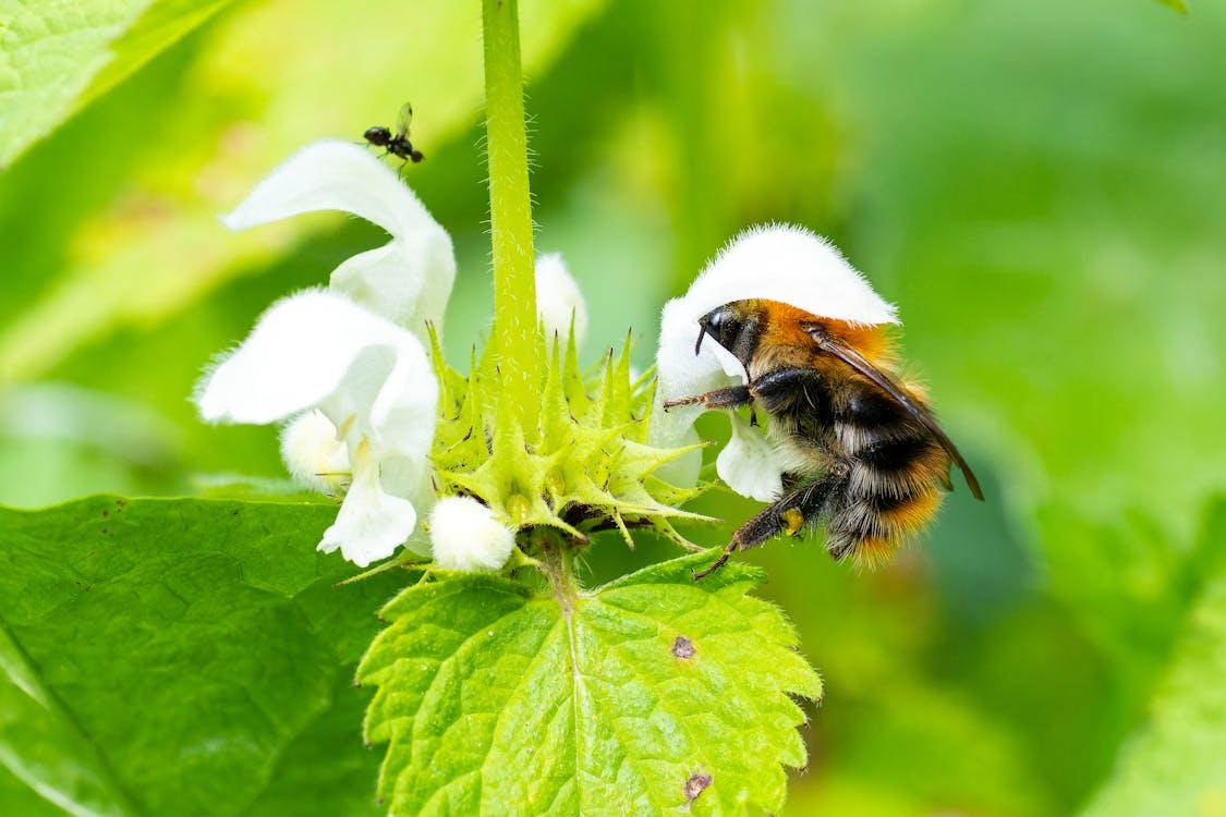 Close-up of Bumblebee Pollinating White Flower - Credit: pexels.com