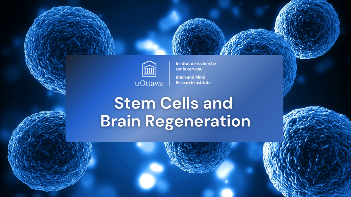 Text reads "Stem Cells and Brain Regeneration." with the uobmri logo and an image of cells in the background.