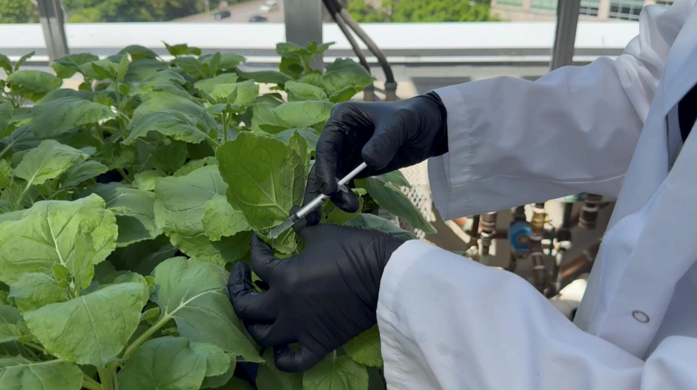 iGEM uOttawa seeks sustainable semaglutide production amid Ozempic shortage. Photo: Amelia Adams
