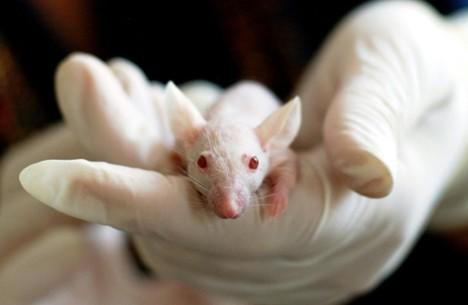 A close-up of a mouse in a lab