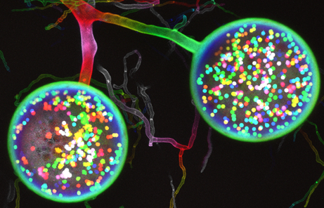 Fluorescent microscopy image of arbuscular mychorrizal fungi (AMF). Two large, glowing spores display thousands of nuclei from two different genotypes within a single cell, highlighting the fungi’s unique genetic structure. Delicate, branching fungal filaments extend in the background. (photo by Vasilis Kokkoris)