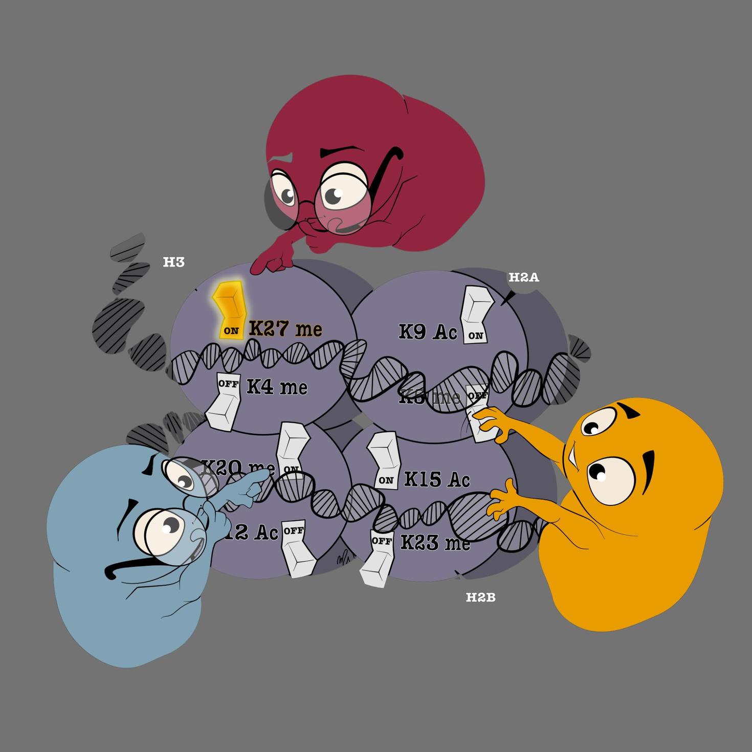 Illustrative representation of cells turning switches on and off on spool-shaped proteins.