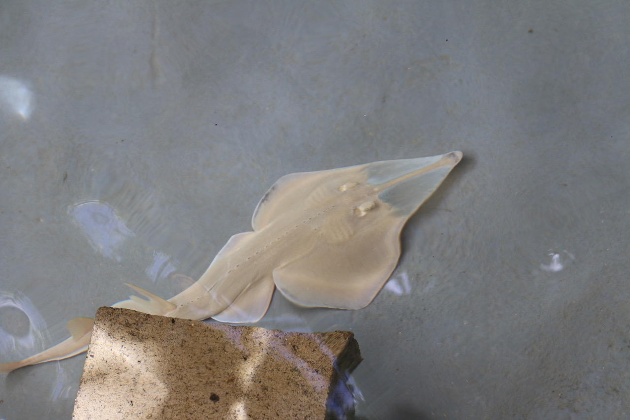 A shovelnose ray swims in a tank during a study on hypoxia tolerance. Unlike epaulette sharks, this species is more sensitive to low-oxygen conditions.