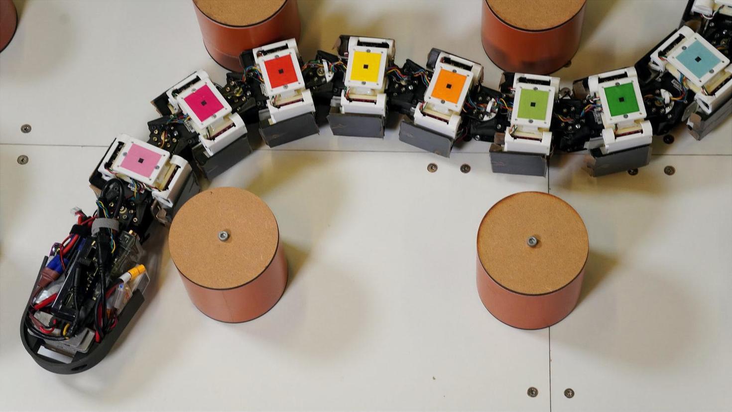 Eel-Inspired Robots? Study reveals how amphibious animals navigate tough terrain