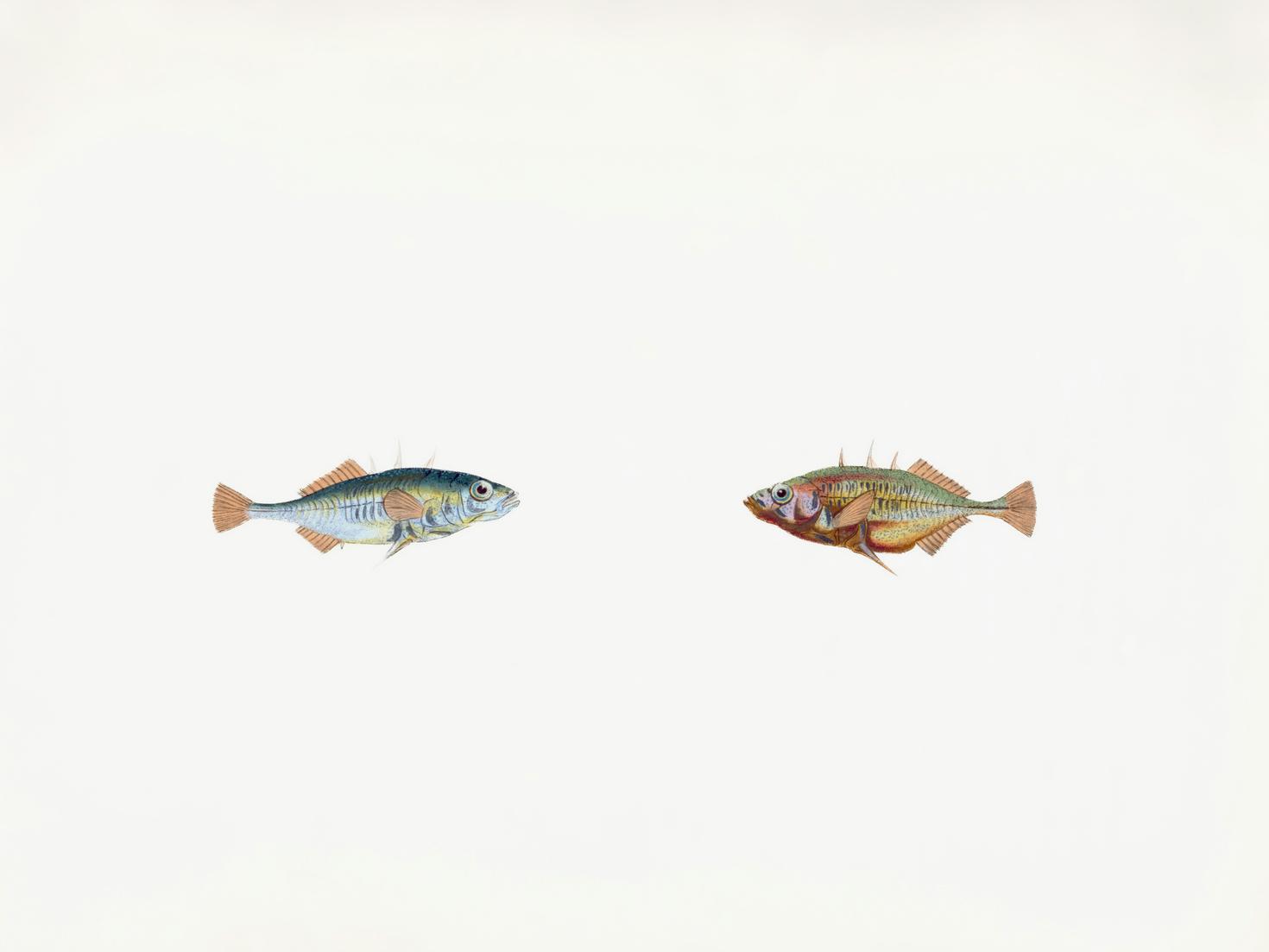 An illustration of two three-spined stickleback fish facing each other on a white background 