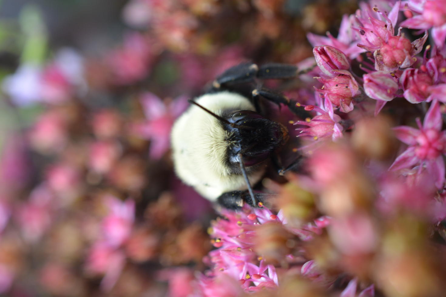 Bumble bee - Photo credit: Lucas Borg-Darveau