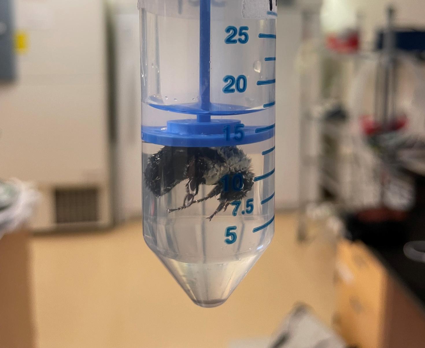 Bumble bee in a tube - Photo: Professor Charles-Antoine Darveau