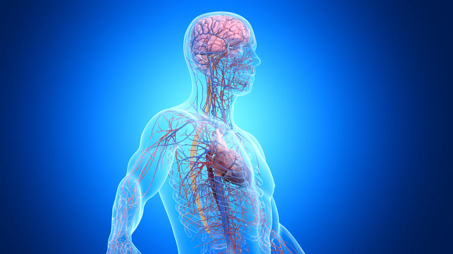 Brain heart connection
