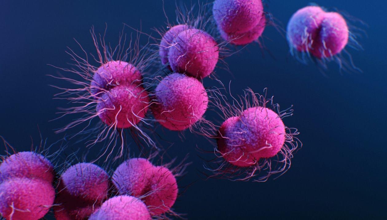 A group of bacteria.