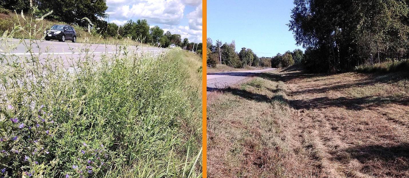 Roadsides showing the contrasting management types