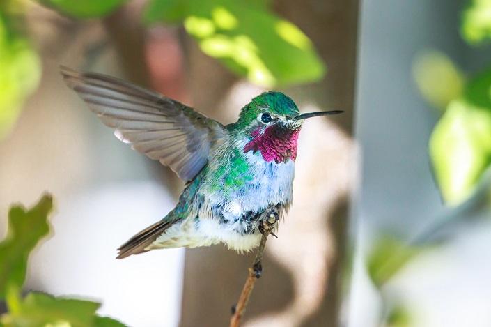 Hummingbird