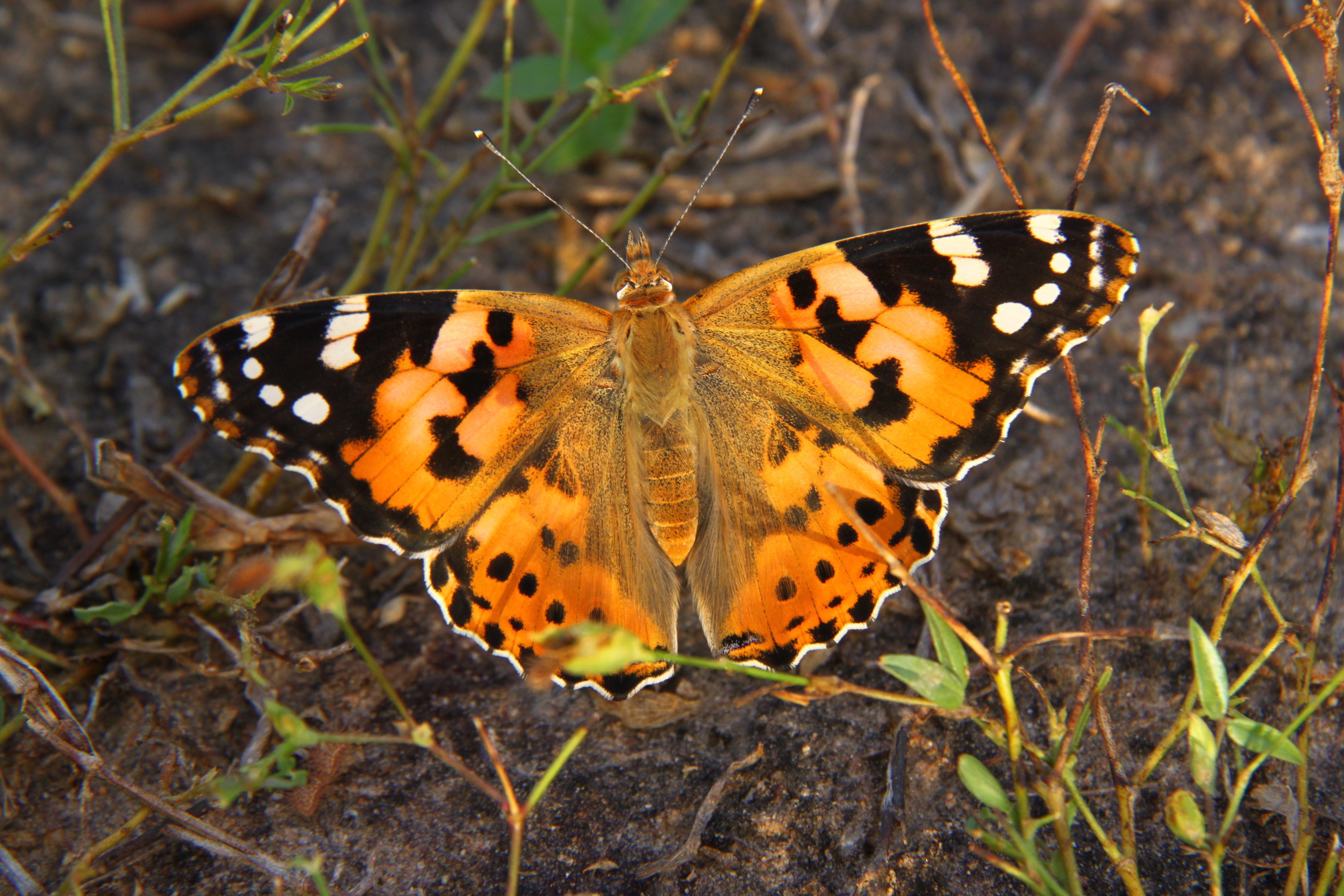 Vanessa cardui butterfly