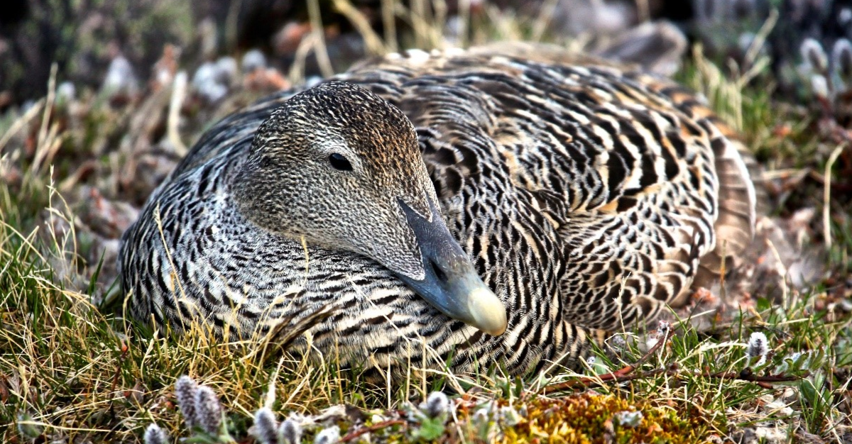 Eider à duvet dans son nid Eider à duvet dans son nid