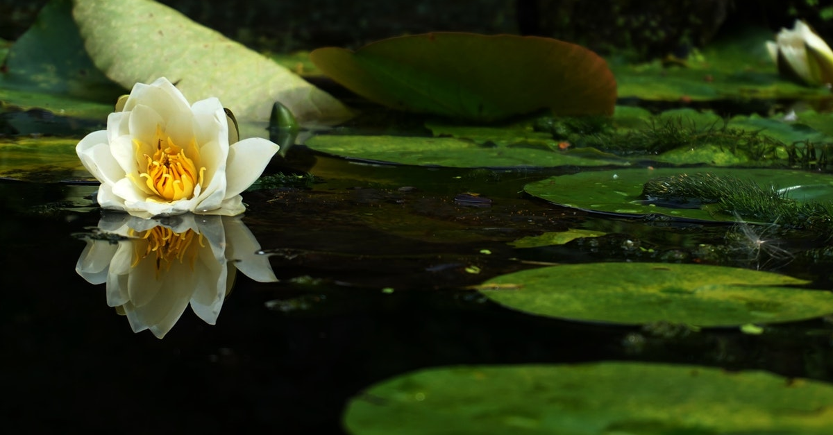 Nénuphar flottant sur un étang Nénuphar flottant sur un étang