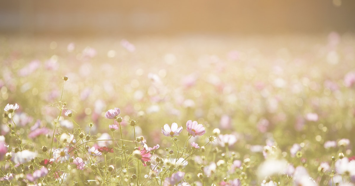 Champ de fleurs indigènes.