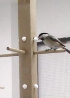 Mésange durant le test de mémoire spatiale.