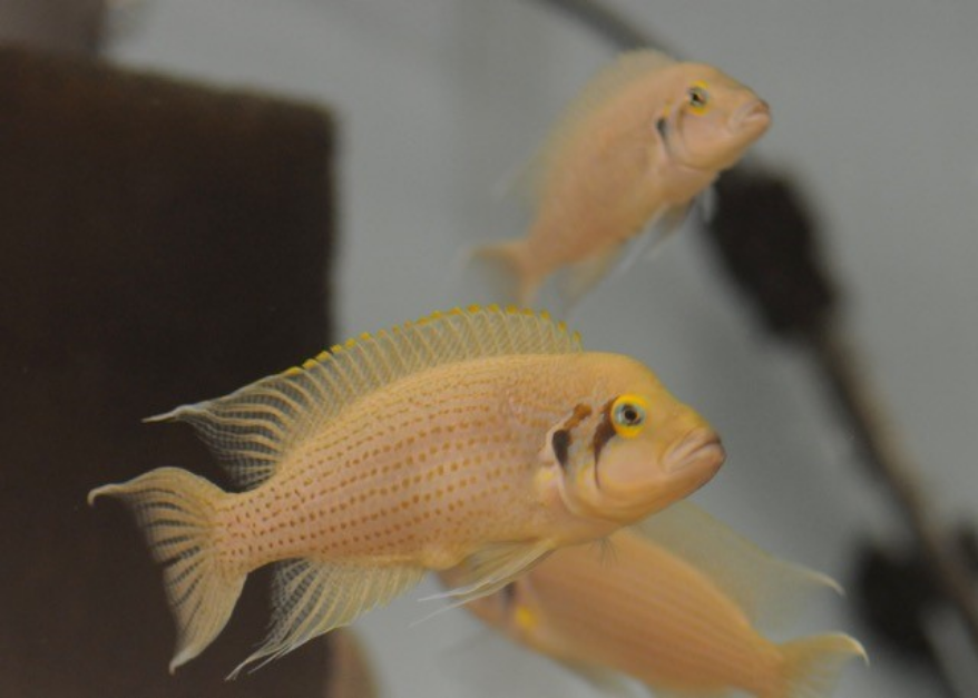 Three orange fish