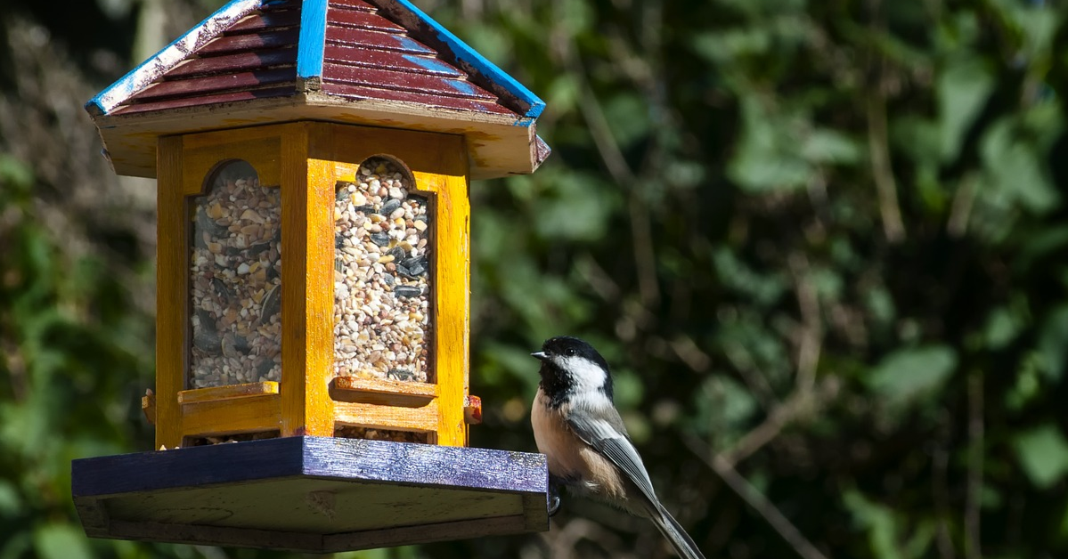 Une mésange perchée sur une mangeoire.