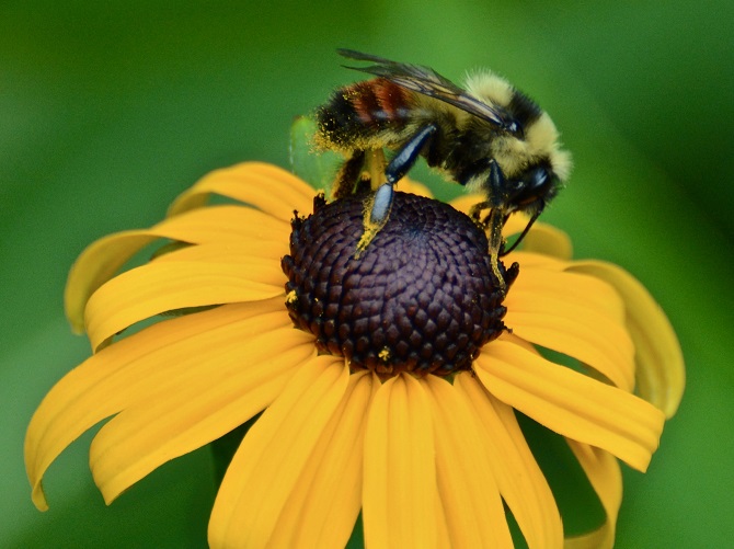Pollination
