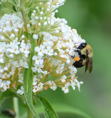 Bumblebee