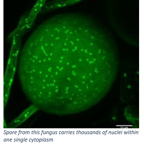 Fungus cells