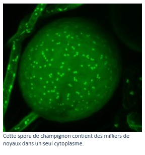 Cellule de champignon