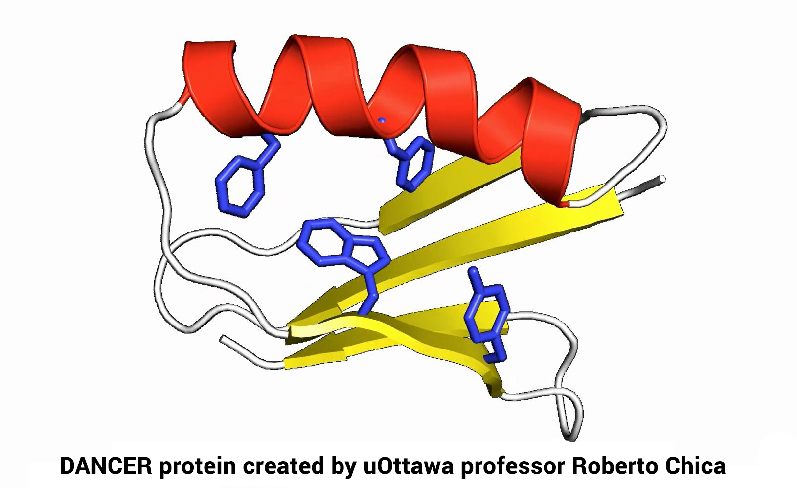 DANCER protein created by uOttawa professor Roberto Chica