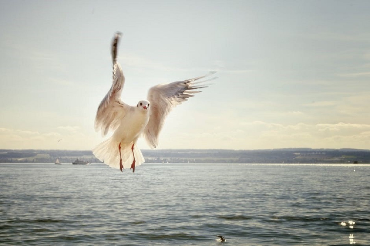 Goéland volant au dessus de l'eau
