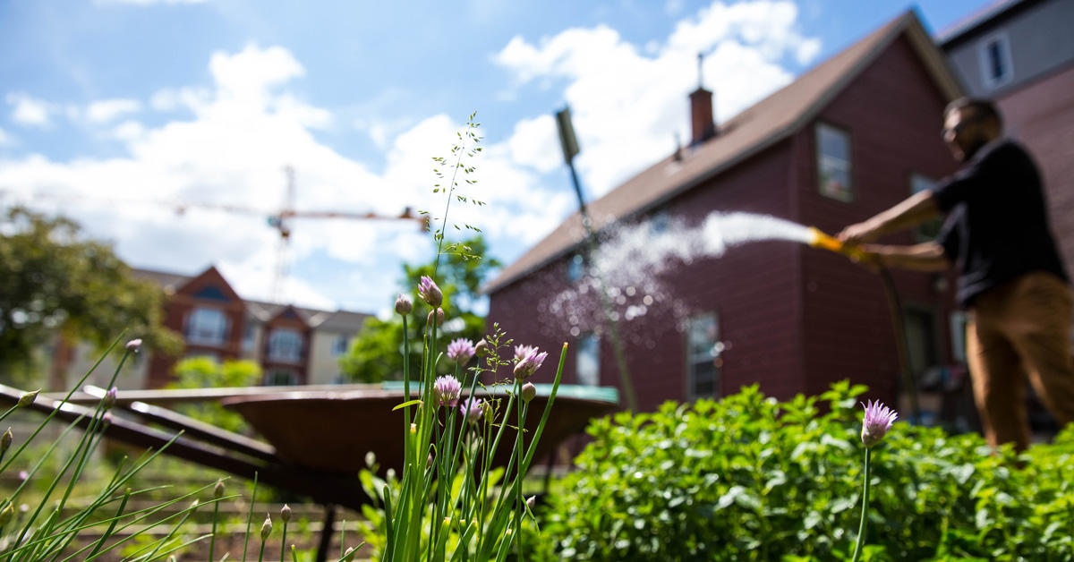 A person watering a garden on campus