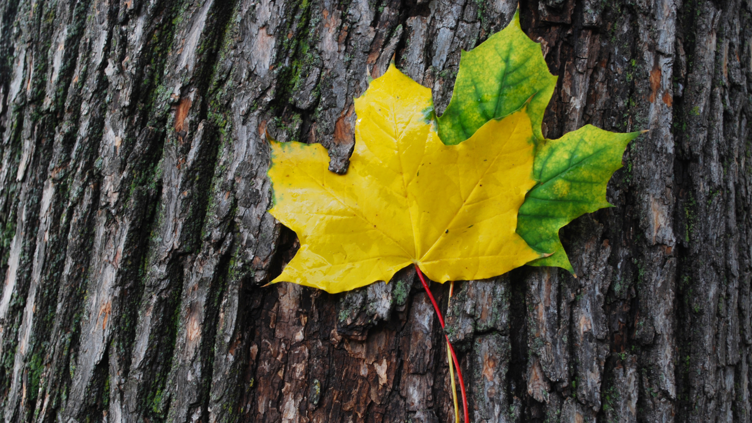 maple leaves on tree bark