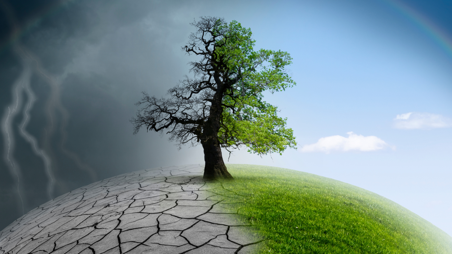 Healthy tree on right side, and dead tree on the left with storm