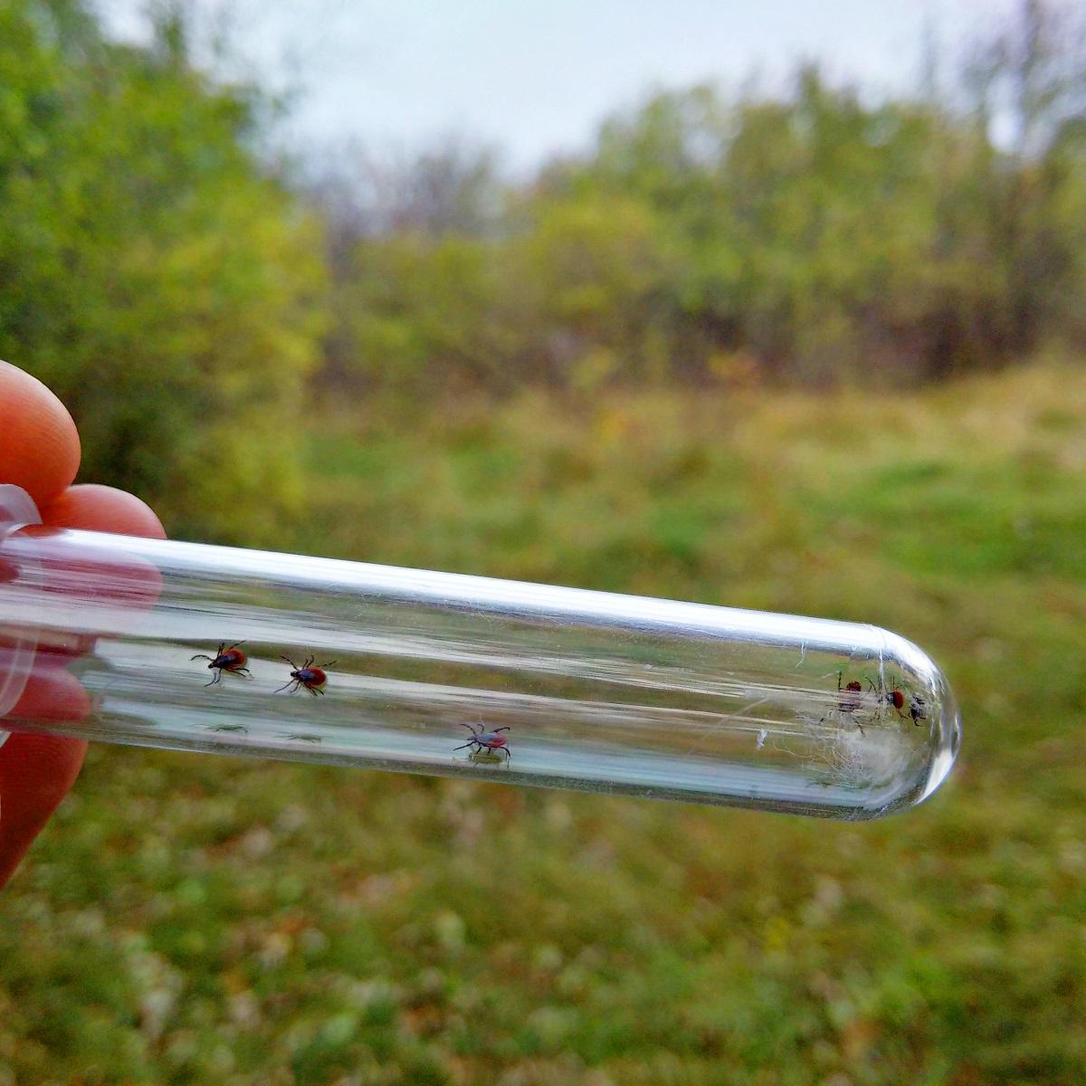 Black legged ticks on show in a test tube
