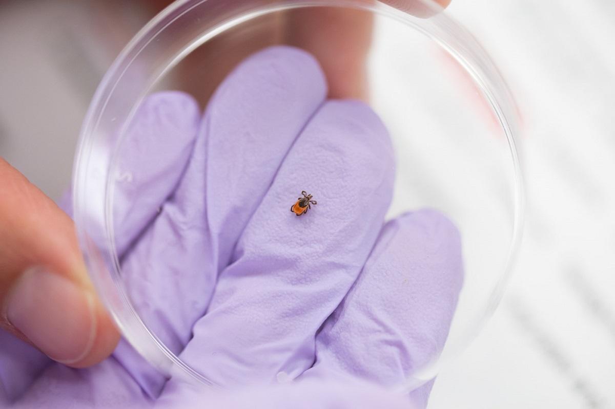 Tick in a petri dish