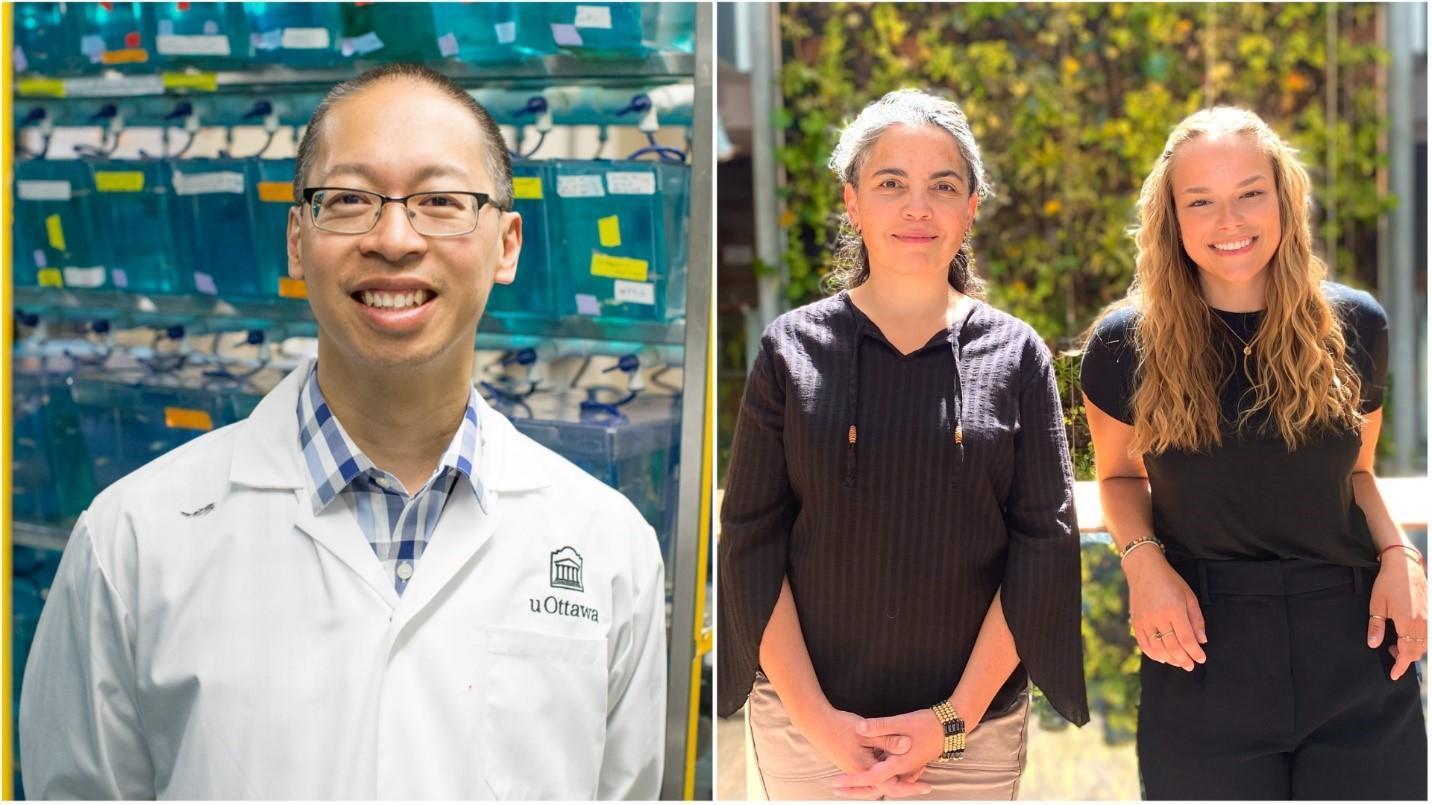 Le professeur Tuan Bui, portant un sarrau de laboratoire, devant des réservoirs de poissons zèbres, et les étudiantes Emine Topcu Can (étudiante à la maîtrise) et Stephanie Gaudreau (étudiante au doctorat) posant devant le mur de plantes biofiltrantes dans le bâtiment de la FSS sur le campus de l'Université d'Ottawa.
