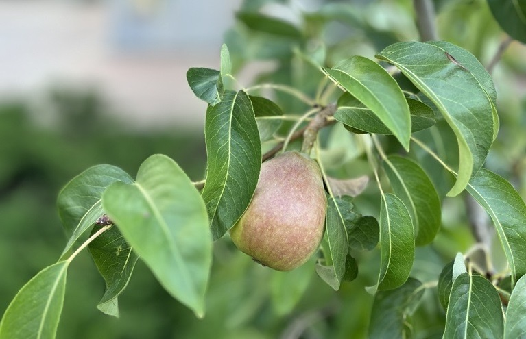 Pear tree