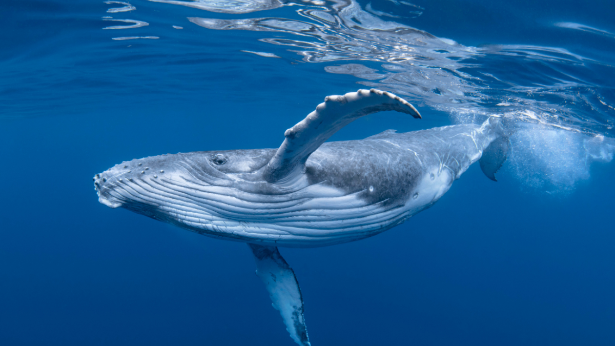 baleine  à bosse dans l'océan