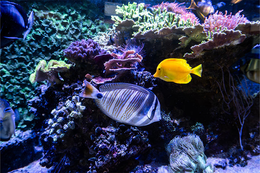 Laboratoire d’aquarium vivant