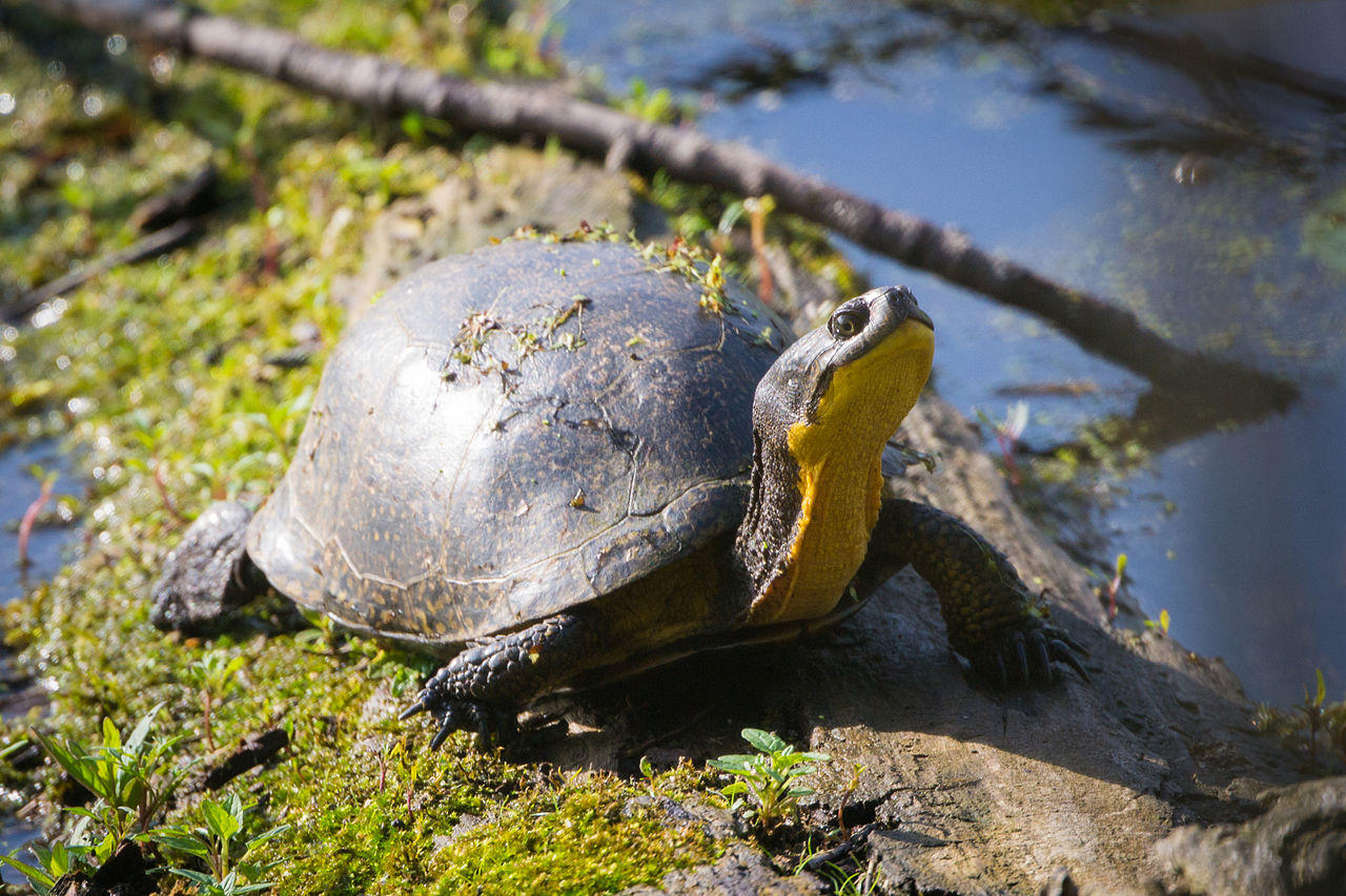 Blanding's turtle