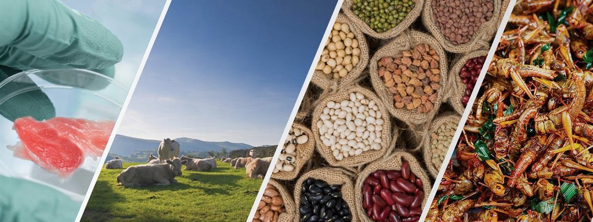 Quatre images montrent les mains gantées d’un chercheur tenant une boîte de pétri contenant des morceaux de viande; des vaches couchées dans un pré; un assortiment de légumineuses; et différentes espèces d’insectes.