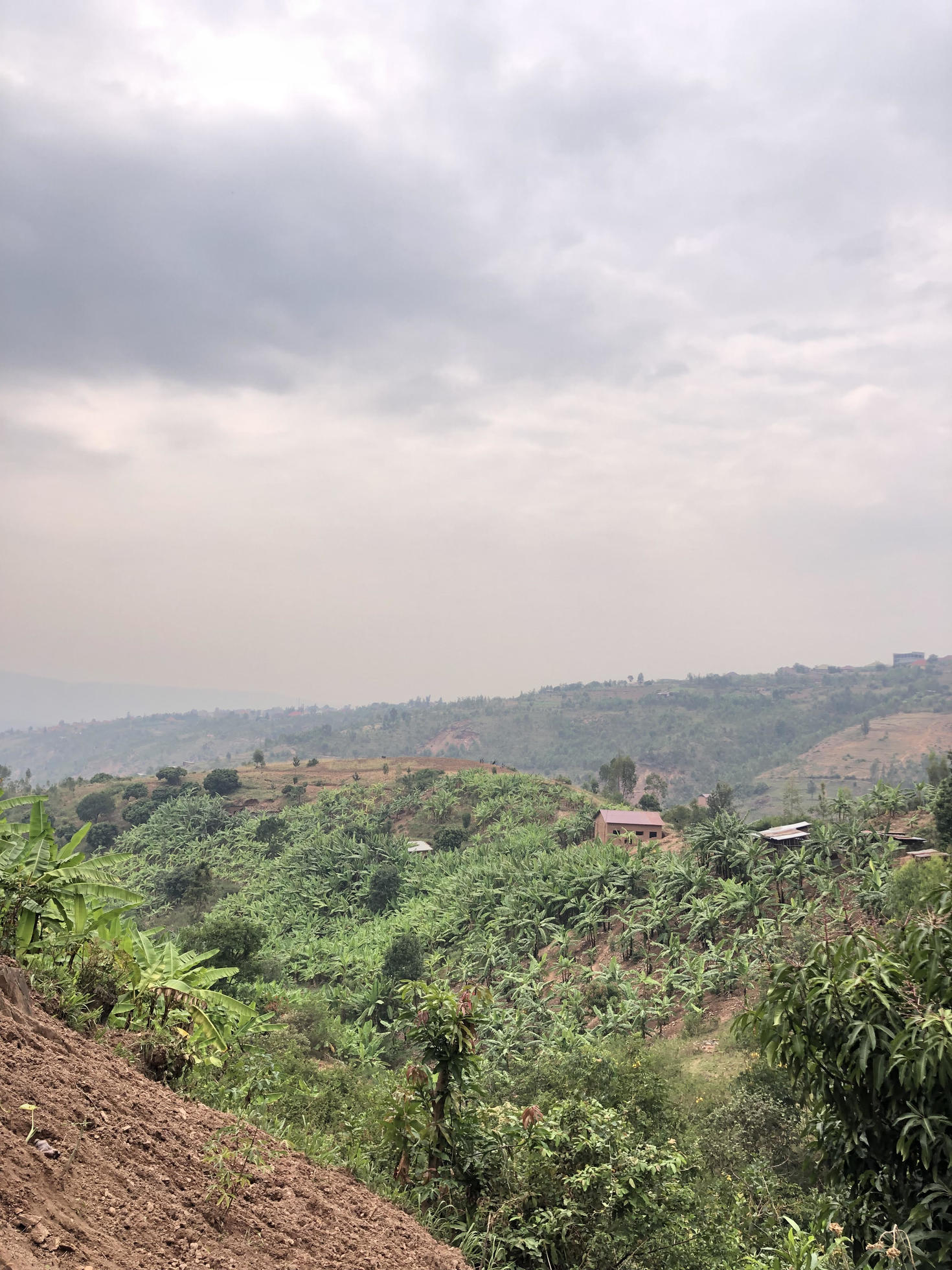 A perspective view on hills full of plants and small trees. Sky covered with grey clouds. 
