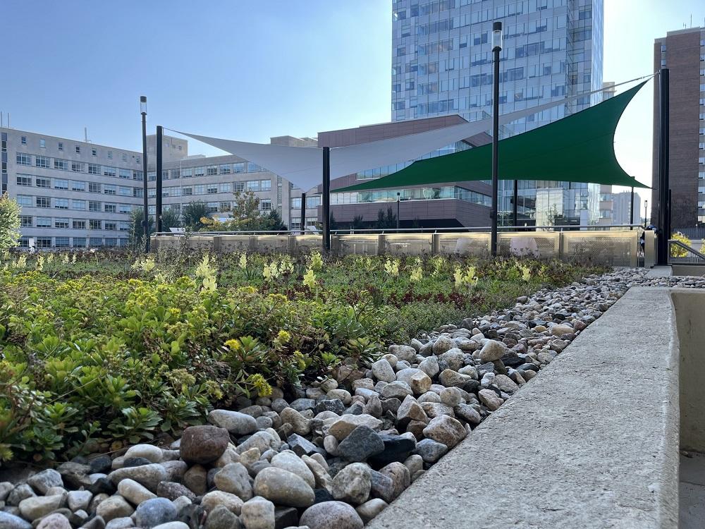 Toit vert à la terrasse de Montpetit